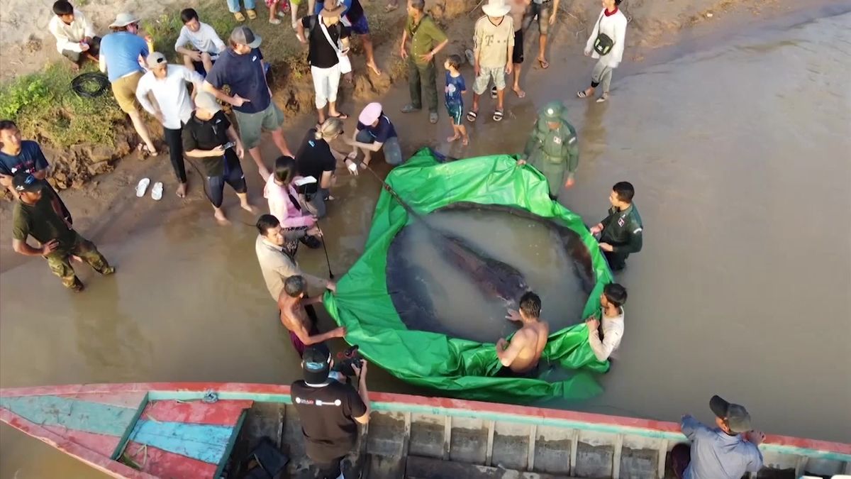 Video: Rekordní úlovek na řece Mekong. Rybáři chytili čtyřmetrového rejnoka
